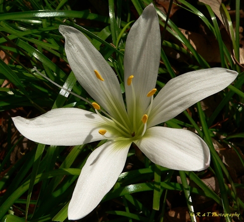 {Zephyranthes atamasco}